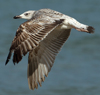 Larus armenicus